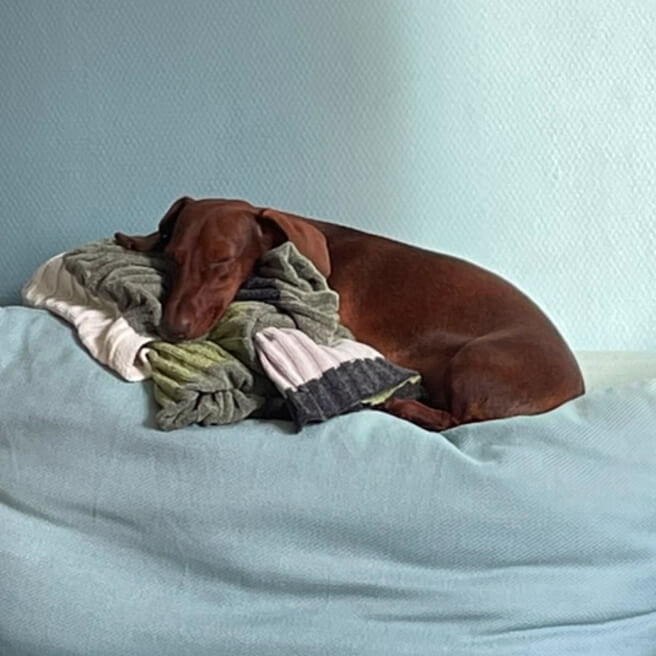 dog behavior training