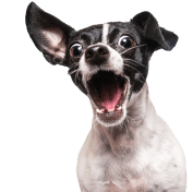 talk to dog trainer