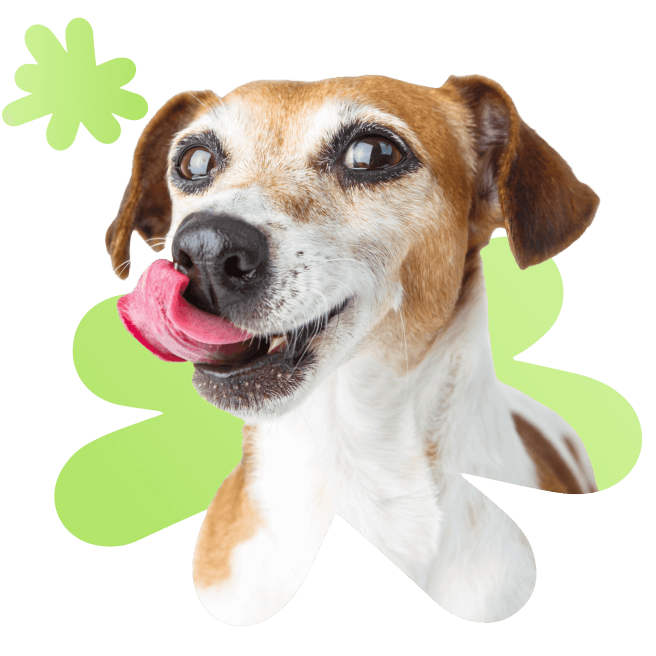 dog image