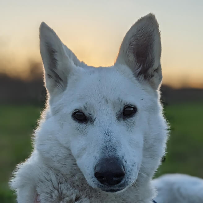 positive reinforcement dog training